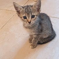 LUCIA, chatte à adopter