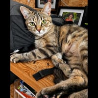 FIDJI, chatte à adopter