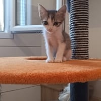 BILBO, chat à adopter