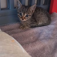 PABLO, chat à adopter
