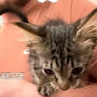 TIGRESSE, chatte à adopter