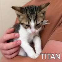TITAN, chat à adopter