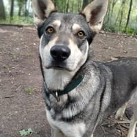MOKA, chienne à adopter