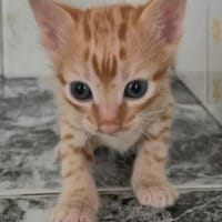 Süße kleine Katzen Turron & Mango, Kater zur Adoption