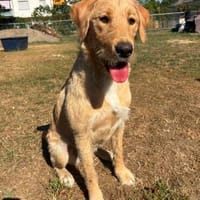 fröhliche EVOLI ist auch ein Bürohund, Hündin zur Adoption