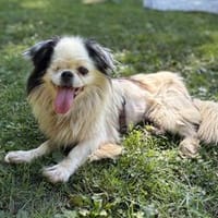 Klein Naja sucht liebevolle Familie..., Hündin zur Adoption