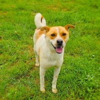 Ginger der perfekte Familienhund, Hund zur Adoption