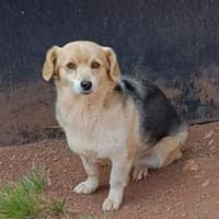 Indira - wartet in 91587 Adelshofen, Hündin zur Adoption