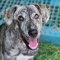 Zuckersuesse TIGRA, Hündin zur Adoption