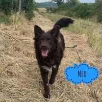 Der wunderschöne Neo wartet immer noch, Hund zur Adoption