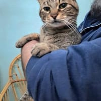 Lieber ruhiger Kater Gandalf, Kater zur Adoption