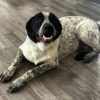 Philip ein toller Junghund, Hund zur Adoption