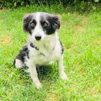 Kokonimix Hündin Rodi, Hündin zur Adoption