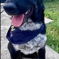 Richie ein wunderbarer Charakter, Hund zur Adoption