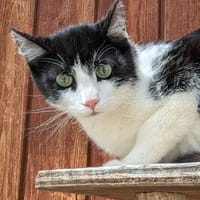 Jack, Kater zur Adoption