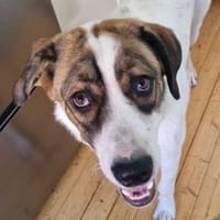 Tonno, geb. ca. 11/2025, 27324 Eystrup, Hund zur Adoption