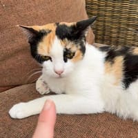 Liebe Katze Tanya, Katze zur Adoption