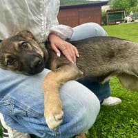 Ronja verspielt und neugierig, Hündin zur Adoption
