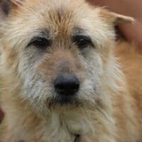 Bim - zutraulich u. aufgeweckt, Hund zur Adoption
