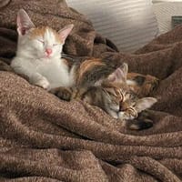 Zuckersüßes Doppelpack sucht sein Glück, Katze zur Adoption