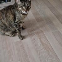 ❤ Greta sucht ihr Für-immer-Zuhause ❤, Katze zur Adoption