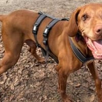 Erfahrenes Zuhause für Levin gesucht, Hund zur Adoption