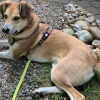 Polly sucht ihren sicheren Hafen, Hündin zur Adoption