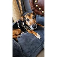 Bennio - wartet in 38640 Goslar, Hund zur Adoption