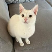 Kefir, verspielter Milchbub, ca. 11 Monate, Kater zur Adoption
