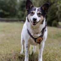 Noa ist bereit für ein neues Leben, Hündin zur Adoption