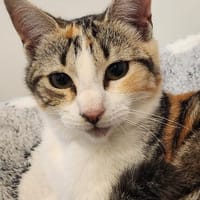 Liebe, junge Katze Lulu, Katze zur Adoption