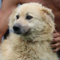 Dalida - verschmuste, ruhige Hündin, Hündin zur Adoption
