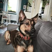Mocci sucht sein Für-Immer-Zuhause, Hund zur Adoption