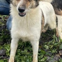 DALIA sucht ein Für-immer Zuhause, Hündin zur Adoption