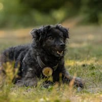 Neustart für den wuscheligen Hidalgo, Hund zur Adoption