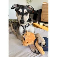 Zerro - wartet in 91207 Lauf a.d. Pegnitz, Hund zur Adoption