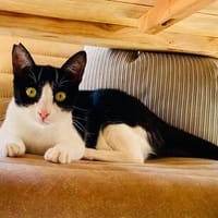 Gipsy, liebevolle Herzensbrecherin, ca. 9 Monate, Katze zur Adoption