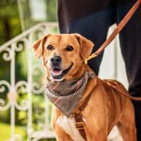 Hachiko, treuer Begleiter, ca. 8 Jahre, Hund zur Adoption