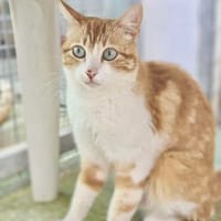 Verschmuste junge Katze Peppa, Katze zur Adoption
