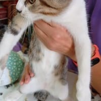 Süße Katzengeschwister MALU & MERLIN / MIA & MOMO, Kater zur Adoption