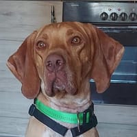 Willi sucht Dich, Hund zur Adoption