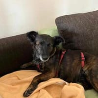 Bonni sucht dringend, Hündin zur Adoption