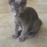 Verspielter, anhänglicher Kater Sol, Kater zur Adoption