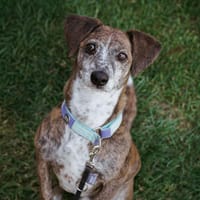 Tigris, zarte Hundeseele, ca. 5 Jahre, Hündin zur Adoption
