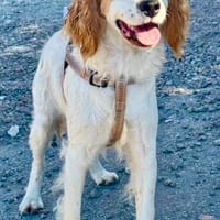 Angel, ein Engel auf 4 Pfoten, Hund zur Adoption