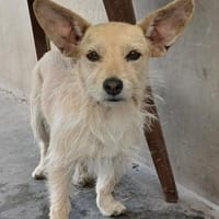 Füles, liebes Terrier Mix Mädchen, Hündin zur Adoption