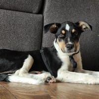 Anhänglicher Rico🌺 sucht liebevolles Heim, Hund zur Adoption