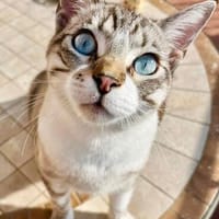 Hübscher und anhänglicher Kater Chocky, Kater zur Adoption