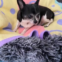 Chihuahua Minnie sucht tolle Menschen, Hündin zur Adoption
