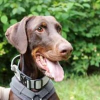 Carlo, toller Familienhund, Hund zur Adoption